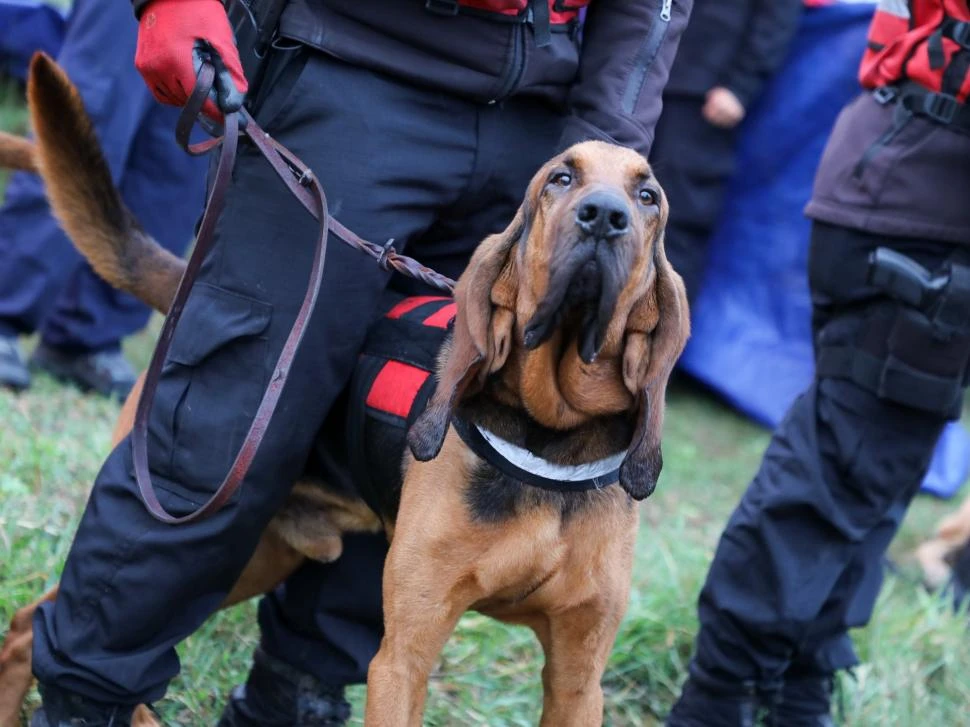 PRUEBA. Los perros hallaron olor de Loan en los autos de dos acusados.