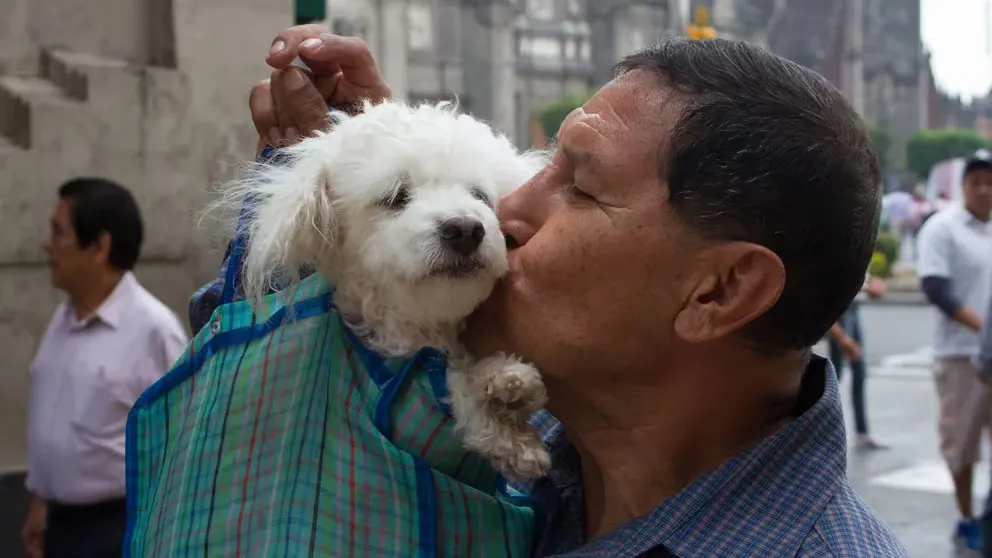 Día Mundial del Perro: por qué se celebra cada 21 de julio
