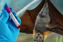 El brote de Nipah en la India revive el temor a las enfermedades zoonóticas