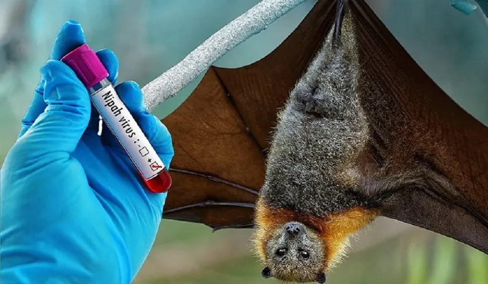 Alerta en India por el virus Nipah: los científicos advirtieron de su potencial pandémico