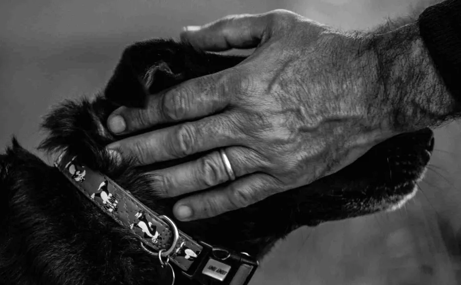 ¿Qué siente un perro antes de morir?, La desgarradora historia de un veterinario 