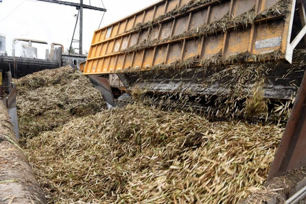 Heladas: según productores, se dañó hasta el 30% de la caña