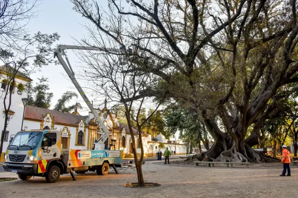 Por prevención, podaron un gomero histórico