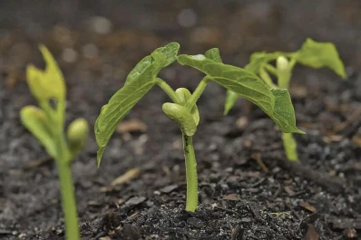 Poroto: en Tucumán, el rinde en general rondó los 1.000 kg/ha