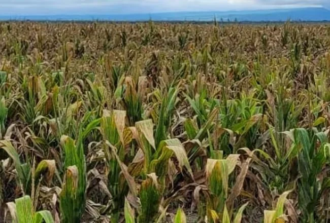 Las heladas afectaron a las poblaciones de chicharritas en el NOA, pero debe monitorearse