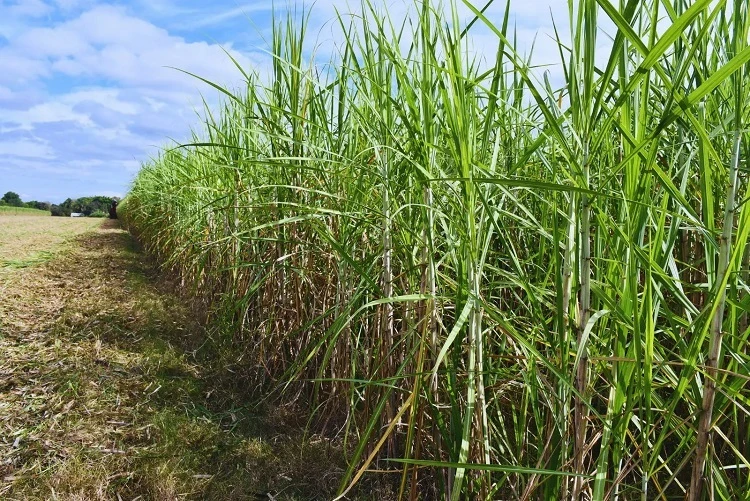 La EEA Famaillá del INTA dio detalles de los dos últimos cultivares de caña liberados