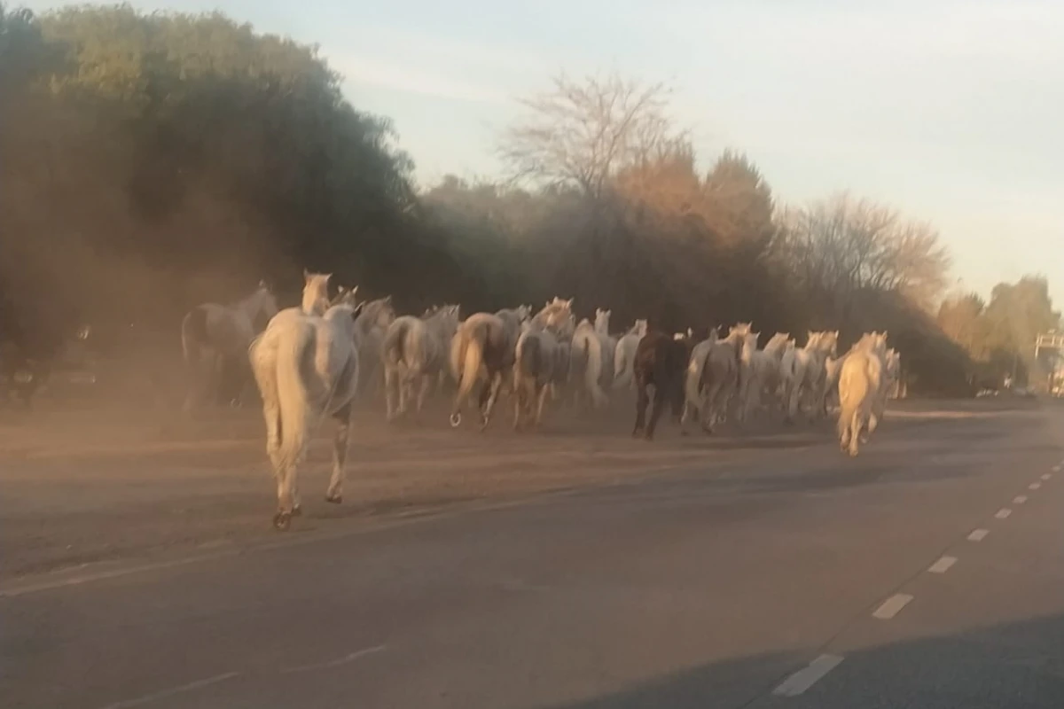 ¿Qué pasó en la Panamericana?: aparecieron 46 caballos corriendo entre los autos