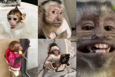 La oscura realidad detrás de los memes de monos virales