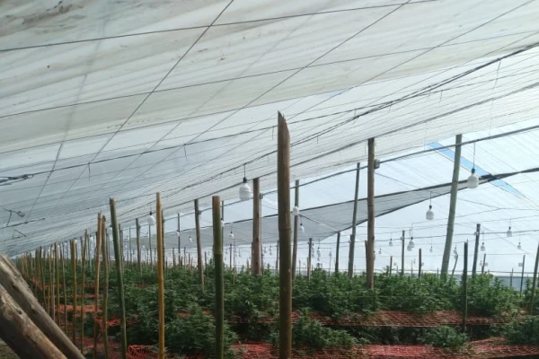 Proyecto científico: estaban autorizados a cultivar 500 plantas de marihuana