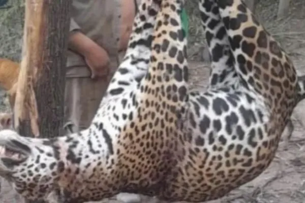 Mataron y carnearon a uno de los siete yaguaretés que había en Formosa