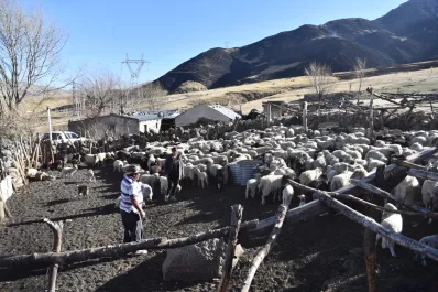Incendios en Tafí del Valle: el Gobierno envió alimentos para los animales