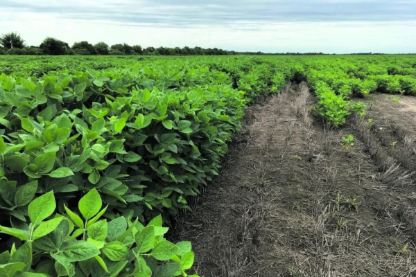 M4Life, la startup tucumana que logró que el rinde aumente un 44%