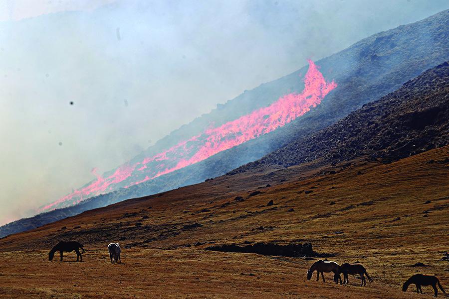 PELIGRO. Los caballos pastan mientras el fuego avanza hacia ellos.