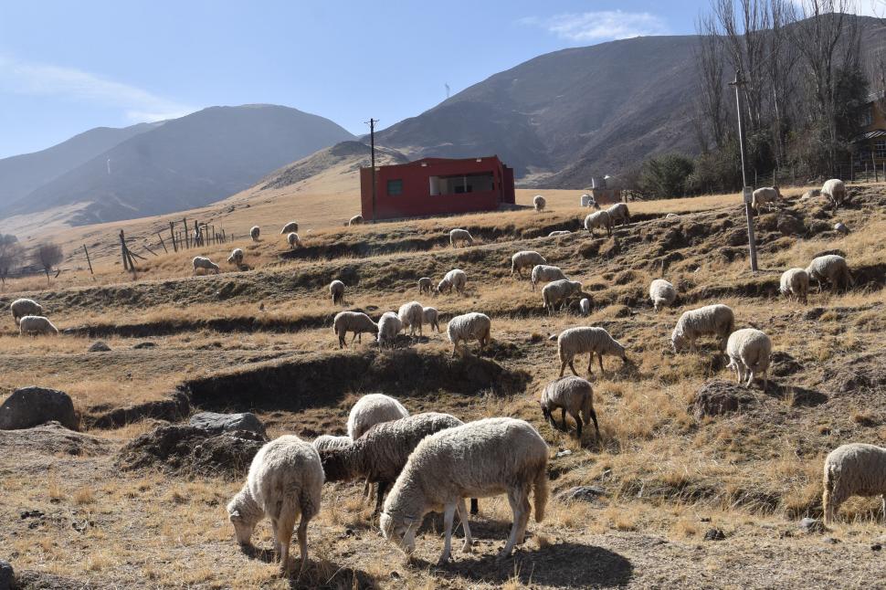 HAMBRE. Algunas ovejas bajaron a la banquina de la ruta para pastar.