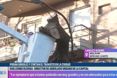 Poda responsable: Los árboles que estamos sacando son muy grandes y no son adecuados para las veredas