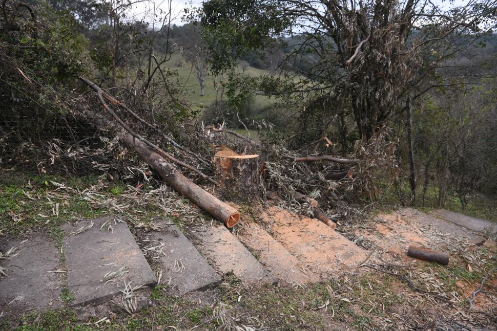 LA TALA. Ya se cortaron unos 15 árboles y habrá que extraer unos 80 en total.