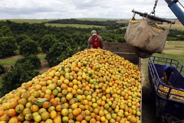 Se anticipa el fin de la zafra citrícola, con menos cultivos