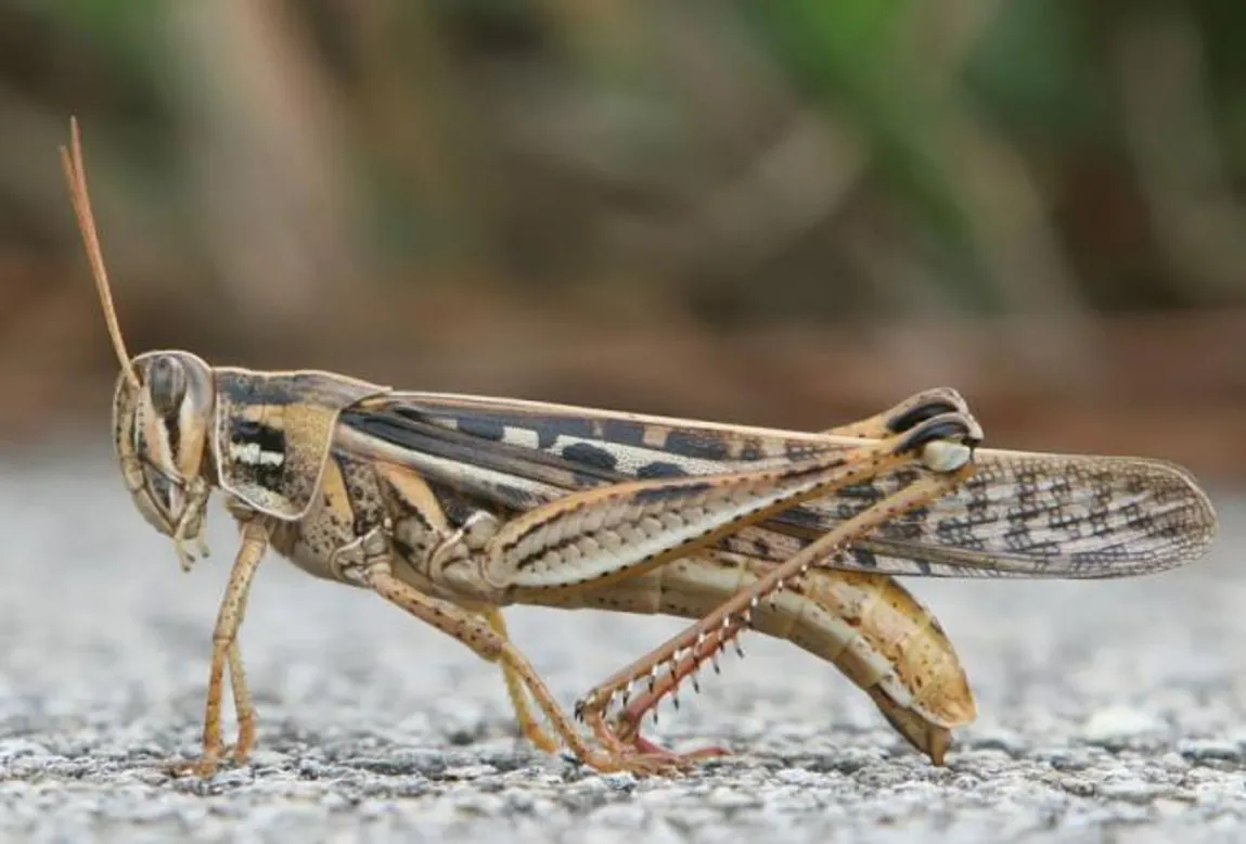 Plaga de langostas: aseguran que no hay un impacto significativo en Tucumán