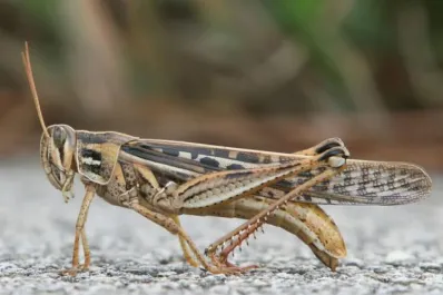 Plaga de langostas: aseguran que no hay un impacto significativo en Tucumán