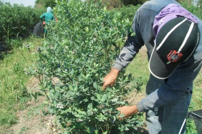Arándanos: esperan una cosecha parecida a la del año pasado