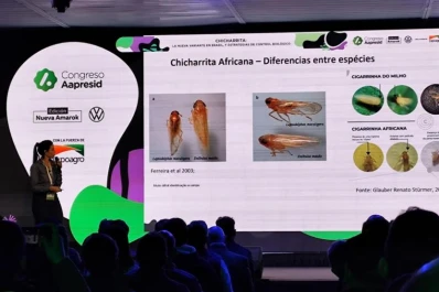 Detectan en Brasil una variante de la chicharrita del maíz