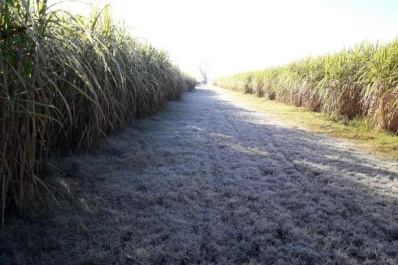 Detallan cómo se produce el daño por las heladas en la caña de azúcar