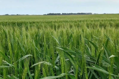 El trigo gana en calidad, y algunos productores piensan en sembrar más