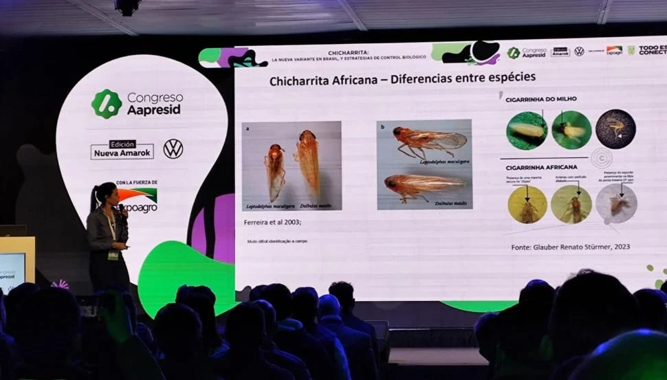 Detectan en Brasil una variante de la chicharrita del maíz