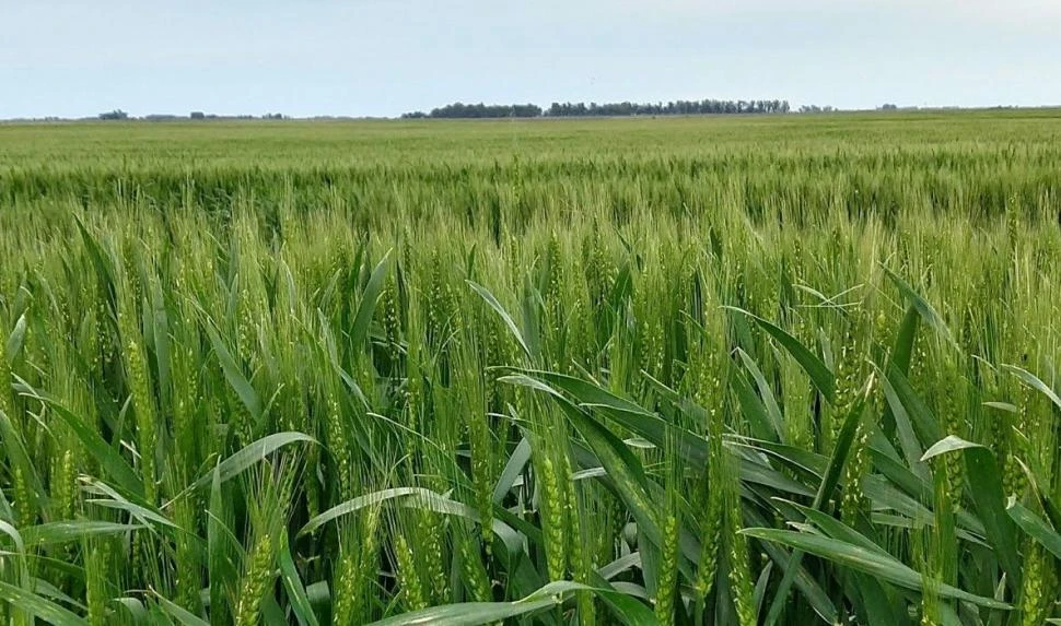 El trigo gana en calidad, y algunos productores piensan en sembrar más