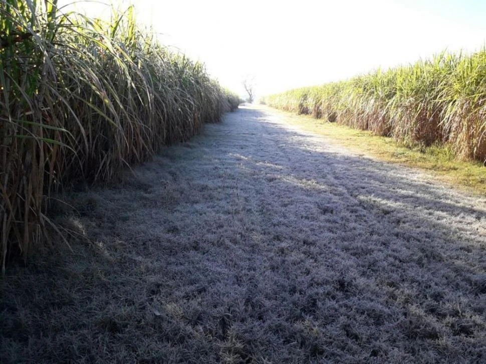 Detallan cómo se produce el daño por las heladas en la caña de azúcar