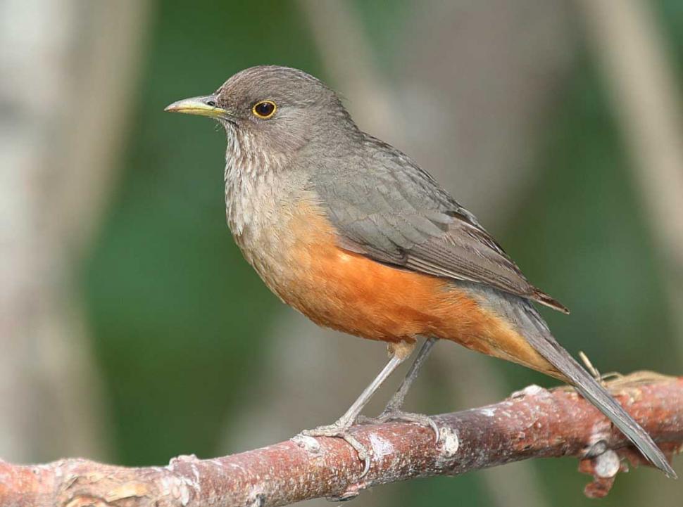 Parque Sierra de San Javier: la fuente de la biodiversidad del Gran Tucumán