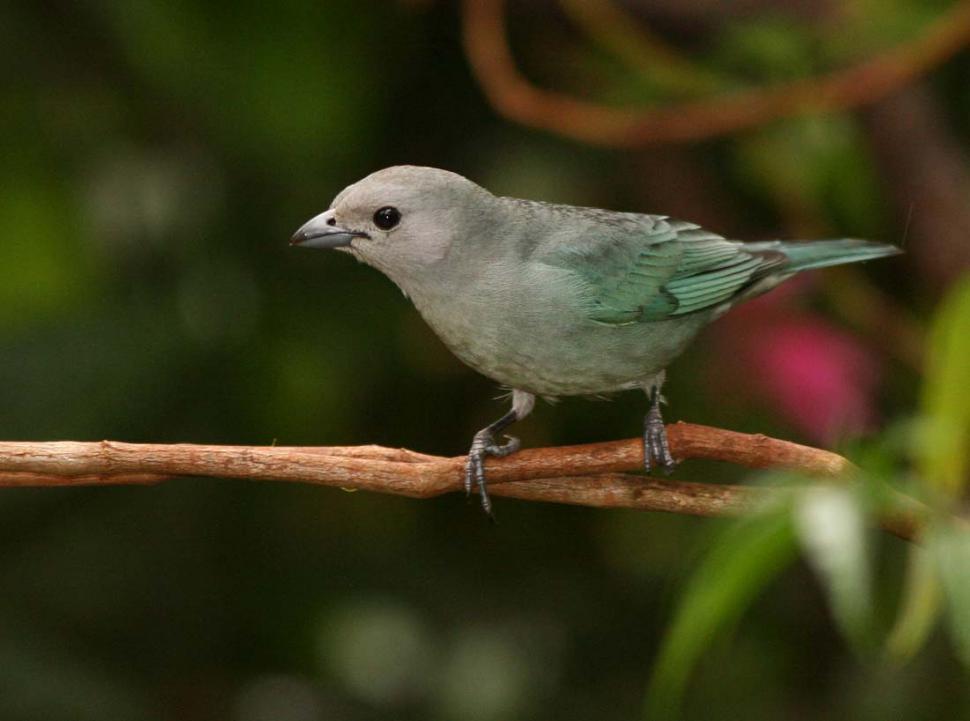 Parque Sierra de San Javier: la fuente de la biodiversidad del Gran Tucumán