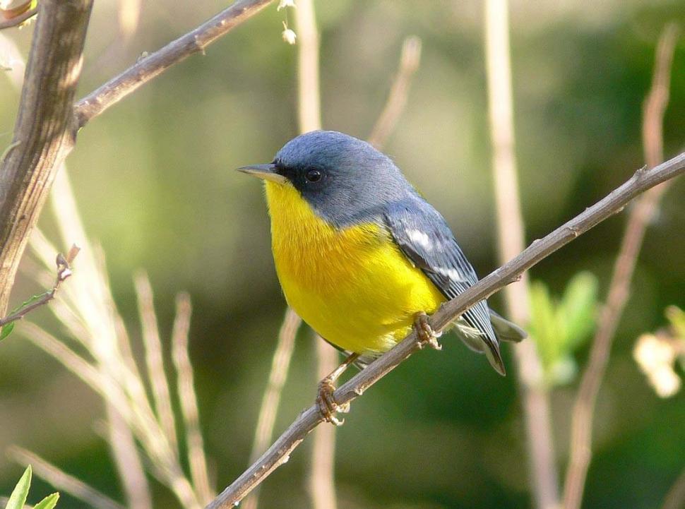 BIPODIVERSIDAD. Más de 200 especies de aves invitan a recorrer los senderos, combinando el trekking y el avistaje.