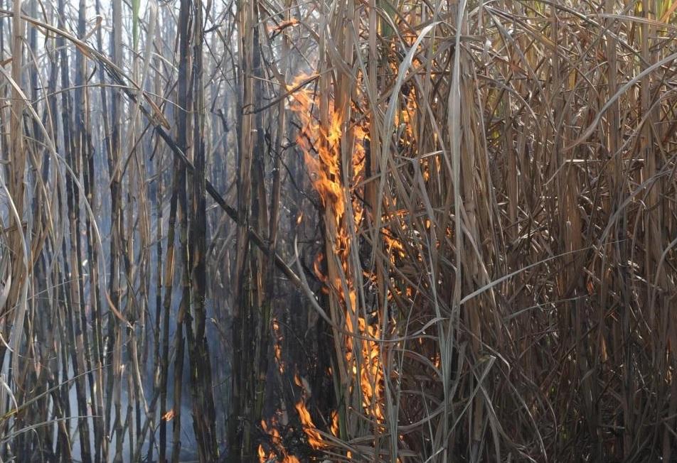 En Manantial Sur preocupan los constantes focos de incendios de caña