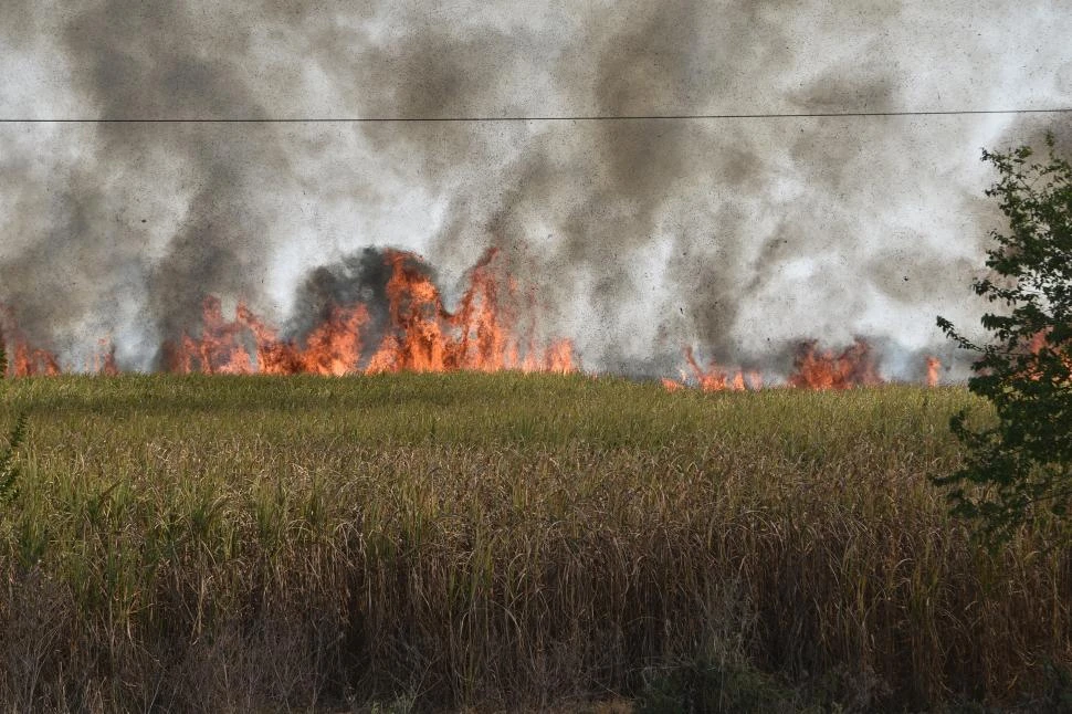 SITUACIÓN CRÍTICA. Los pastizales están muy inflamables por las heladas.