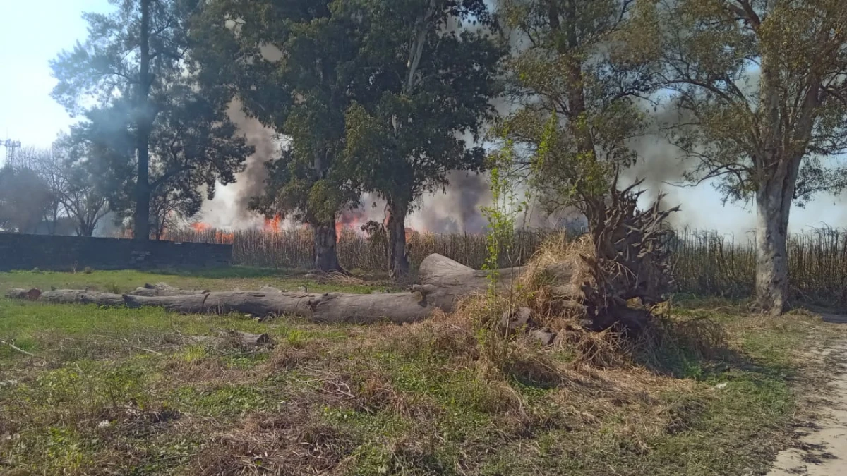 Quemaron un cañaveral, el fuego avanzó y debieron evacuar una escuela