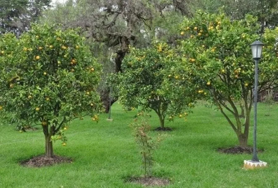 Mes del Árbol en Tafí Viejo: se dictarán talleres sobre la temática