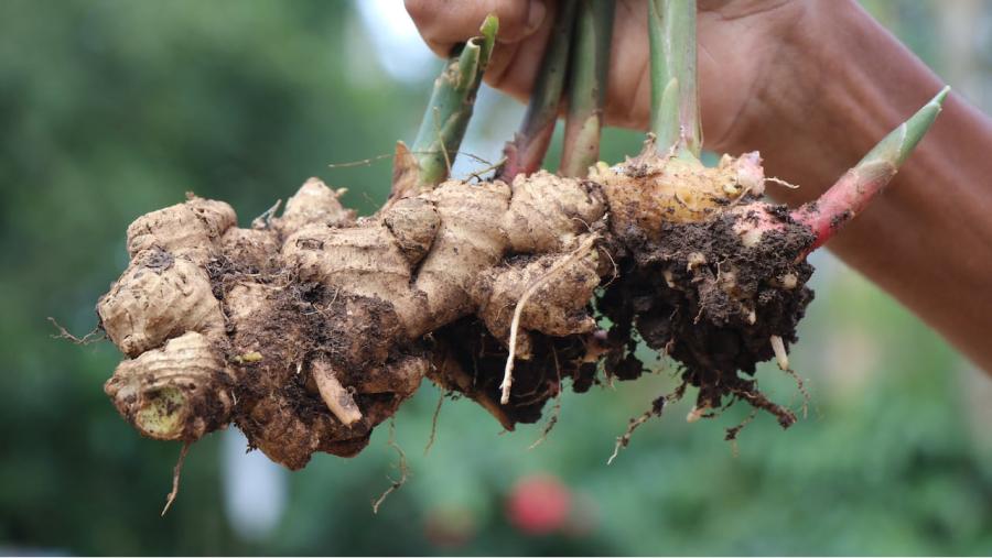 El jengibre, la planta que alivia los dolores del nervio ciático.