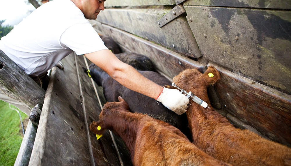 Autorizan la implementación de la vacunación contra la brucelosis bovina