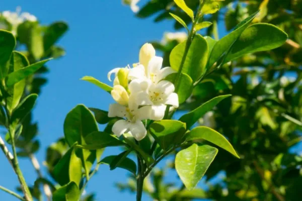 Volvieron los azahares a Tucumán: cómo usar esta flor para hacer velas y aromatizantes