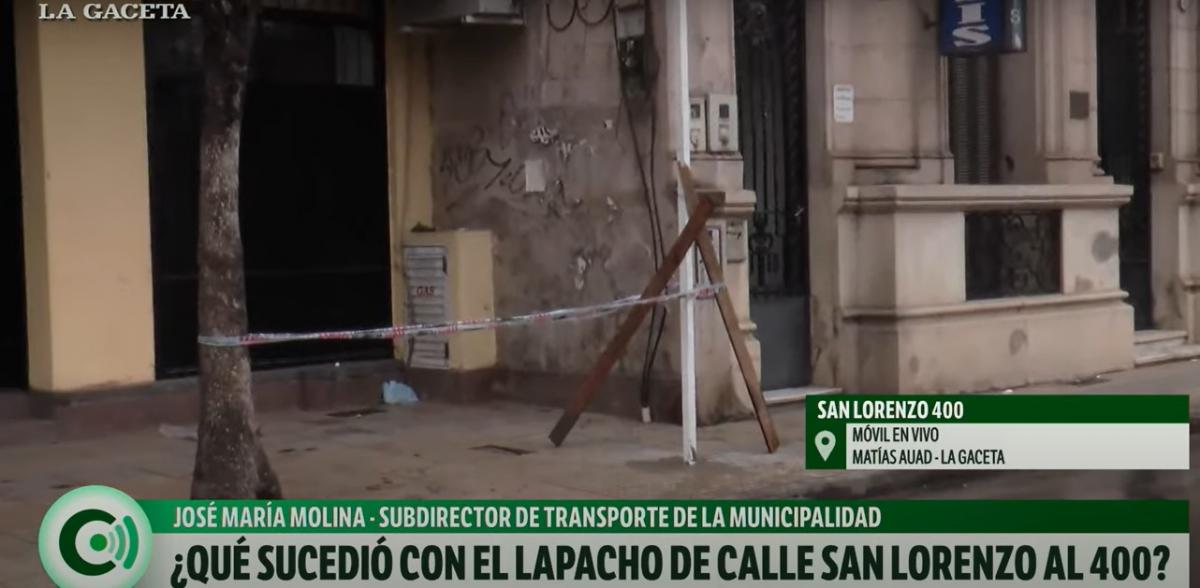 Video: polémica por la tala de un lapacho para la reubicación de paradas de colectivos