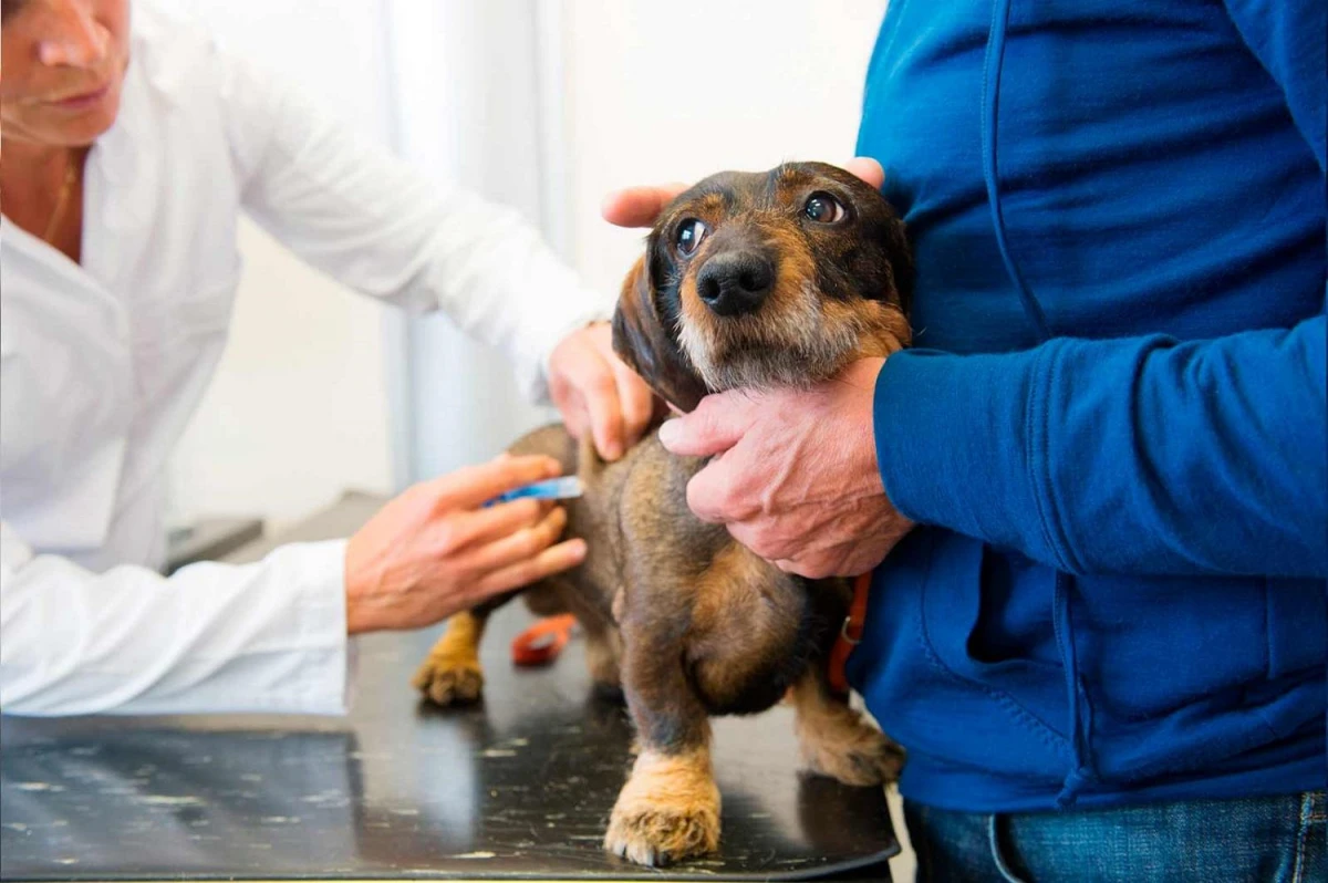 Advierten que dos de cada 10 mascotas no reciben las vacunas necesarias por la crisis económica