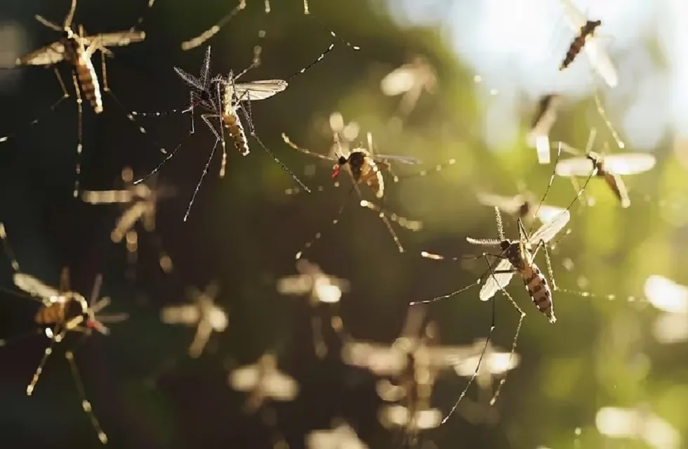 Mosquito trasmisor de Dengue