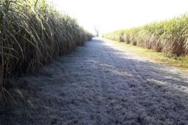 Las heladas afectaron significativamente el desarrollo madurativo de los cañaverales