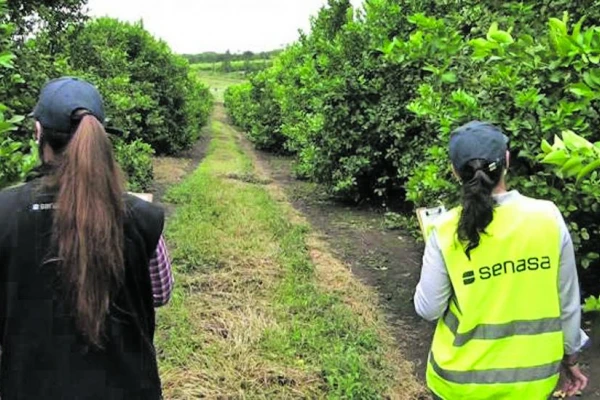 El Senasa aconseja el monitoreo en citrus, en busca de HLB