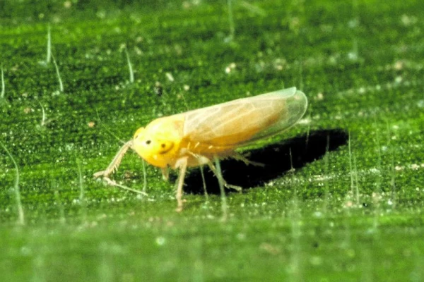 Dalbulus maidis: en el NOA se observó una marcada disminución de la “chicharrita”