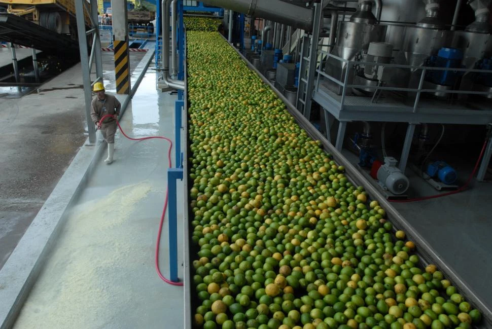 CIFRAS. Para esta zafra limonera se estima una producción de 1,8 millón de t.