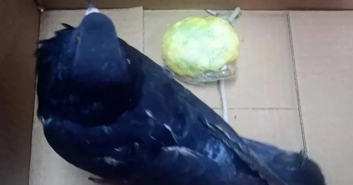 Una de las palomas capturadas en las inmediaciones del penal de Coronda, en Santa Fe, junto con la carga de drogas que transportaba. 