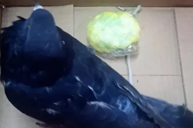 Narcopalomas: atrapan la octava ave que llevaba droga a la cárcel de Coronda