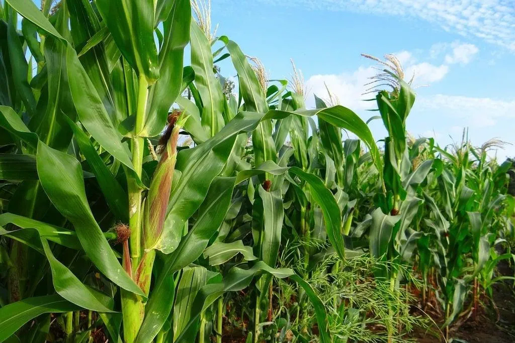 Cultivo de maíz en la región núcleo. BCR